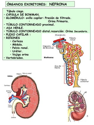 45
ÓRGANOS EXCRETORES: NEFRONA
Túbulo ciego.
• CÁPSULA DE BOWMAN.
• GLOMÉRULO: ovillo capilar: Presión de filtrado.
• Orina Primaria.
• TÚBULO CONTORNEADO proximal.
• ASA HENLE.
• TÚBULO CONTORNEADO distal.resorción: Orina Secundaria.
• PLEXO CAPILAR :
• RIÑONES
• Corteza
• Médula.
• Pelvis renal.
• Uréter.
• Vejiga orina
• Vertebrados.
 