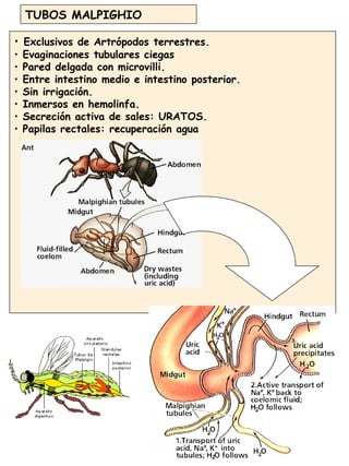 46
TUBOS MALPIGHIO
• Exclusivos de Artrópodos terrestres.
• Evaginaciones tubulares ciegas
• Pared delgada con microvilli.
• Entre intestino medio e intestino posterior.
• Sin irrigación.
• Inmersos en hemolinfa.
• Secreción activa de sales: URATOS.
• Papilas rectales: recuperación agua
 