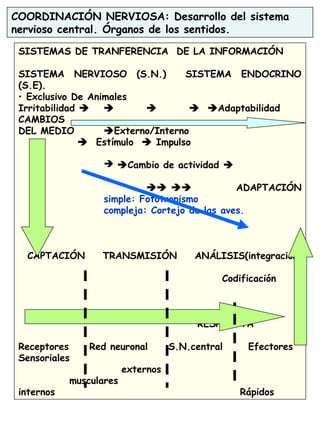 COORDINACIÓN NERVIOSA: Desarrollo del sistema
nervioso central. Órganos de los sentidos.
SISTEMAS DE TRANFERENCIA DE LA INFORMACIÓN
SISTEMA NERVIOSO (S.N.) SISTEMA ENDOCRINO
(S.E).
• Exclusivo De Animales
Irritabilidad     Adaptabilidad
CAMBIOS
DEL MEDIO Externo/Interno
 Estímulo  Impulso
 Cambio de actividad 
  ADAPTACIÓN
simple: Fototropismo
compleja: Cortejo de las aves.
CAPTACIÓN TRANSMISIÓN ANÁLISIS(integración)
Codificación
RESPUESTA
Receptores Red neuronal S.N.central Efectores
Sensoriales
externos
musculares
internos Rápidos
 