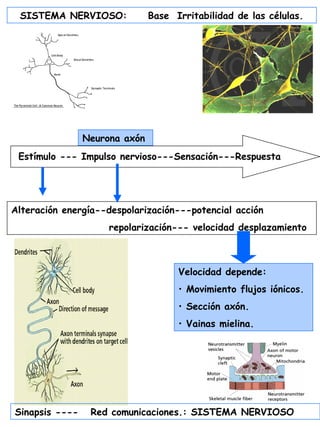 SISTEMA NERVIOSO: Base Irritabilidad de las células.
Estímulo --- Impulso nervioso---Sensación---Respuesta
Alteración energía--despolarización---potencial acción
repolarización--- velocidad desplazamiento
Velocidad depende:
• Movimiento flujos iónicos.
• Sección axón.
• Vainas mielina.
Sinapsis ---- Red comunicaciones.: SISTEMA NERVIOSO
Neurona axón
 