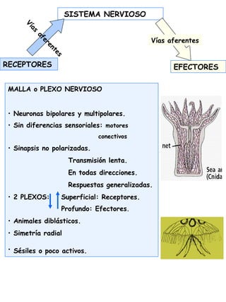 SISTEMA NERVIOSO
RECEPTORES EFECTORES
Vías
aferentes
Vías aferentes
MALLA o PLEXO NERVIOSO
• Neuronas bipolares y multipolares.
• Sin diferencias sensoriales: motores
conectivos
• Sinapsis no polarizadas.
Transmisión lenta.
En todas direcciones.
Respuestas generalizadas.
• 2 PLEXOS: Superficial: Receptores.
Profundo: Efectores.
• Animales diblásticos.
• Simetría radial
• Sésiles o poco activos.
 