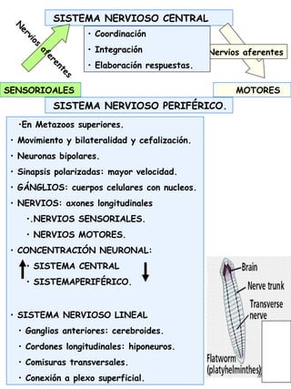 SISTEMA NERVIOSO CENTRAL
SENSORIOALES MOTORES
N
ervios
aferentes
Nervios aferentes
•En Metazoos superiores.
• Movimiento y bilateralidad y cefalización.
• Neuronas bipolares.
• Sinapsis polarizadas: mayor velocidad.
• GÁNGLIOS: cuerpos celulares con nucleos.
• NERVIOS: axones longitudinales
•.NERVIOS SENSORIALES.
• NERVIOS MOTORES.
• CONCENTRACIÓN NEURONAL:
• SISTEMA CENTRAL
• SISTEMAPERIFÉRICO.
• SISTEMA NERVIOSO LINEAL
• Ganglios anteriores: cerebroides.
• Cordones longitudinales: hiponeuros.
• Comisuras transversales.
• Conexión a plexo superficial.
• Coordinación
• Integración
• Elaboración respuestas.
SISTEMA NERVIOSO PERIFÉRICO.
 