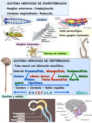 • SISTEMA NERVIOSO DE INVERTEBRADOS
• Ganglios anteriores: Complejización.
• Cordones longitudinales: Reducción.
escalera
Anillo periesofágico
Pares ganglios fusionados.
Nervios en radiales
Ganglios fusionados.
Encéfalo y médula.
SISTEMA NERVIOSO DE VERTEBRADOS.
•Tubo neural con dilatación encefálica.
Embrión ProsencéfaloProsencéfalo,, MesencéfaloMesencéfalo,, RombencéfaloRombencéfalo..
CerebroCerebro Lóbulos ópticosLóbulos ópticos Cerebelo MédulaCerebelo Médula
TálamoTálamo Núcleo mesencéfaloNúcleo mesencéfalo PuentePuente
espinalespinal HipotálamoHipotálamo
• Cerebro + Cerebelo + Bulbo raquídeo
E NE N C E FC E F A L OA L O MÉDULA
 