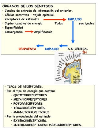 ÓRGANOS DE LOS SENTIDOSÓRGANOS DE LOS SENTIDOS
• Canales de entrada de información del exterior.
• Células sensitivas + tejido epitelial.
• Receptores de estímulos IMPULSOIMPULSO
• Captan cambios de energía Todos son iguales
• Especificidad
• Convergencia Amplificación
RESPUESTARESPUESTA IMPULSOIMPULSO S.N.CENTRAL
SENSACIÓNSENSACIÓN
• TIPOS DE RECEPTORES.
• Por el tipo de energía que capten:
• QUIMIORRECEPTORES
• MECANORRECEPTORES
• FOTORRECEPTORES
• TERMORRECEPTORES.
• MAGNETORRECEPTORES
• Por la procedencia del estímulo:
• EXTERORRECEPTORES.
• INTERORRECEPTORES= PROPIORRECEPTORES.
 