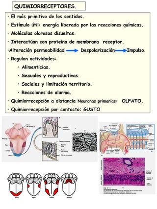 QUIMIORRECEPTORES.
• El más primitivo de los sentidos.
• Estímulo útil: energía liberada por las reacciones químicas.
• Moléculas olorosas disueltas.
• Interactúan con proteína de membrana receptor.
•Alteración permeabilidad Despolarización Impulso.
• Regulan actividades:
• Alimenticias.
• Sexuales y reproductivas.
• Sociales y limitación territorio.
• Reacciones de alarma.
• Quimiorrecepción a distancia Neuronas primarias: OLFATO.
• Quimiorrecepción por contacto: GUSTO
 