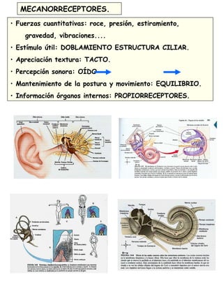 MECANORRECEPTORES.
• Fuerzas cuantitativas: roce, presión, estiramiento,
gravedad, vibraciones....
• Estímulo útil: DOBLAMIENTO ESTRUCTURA CILIAR.
• Apreciación textura: TACTO.
• Percepción sonora: OÍDO
• Mantenimiento de la postura y movimiento: EQUILIBRIO.
• Información órganos internos: PROPIORRECEPTORES.
 
