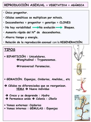REPRODUCCIÓN ASEXUAL = VEGETATIVA = AGÁMICA
• Único progenitor.
• Células somáticas se multiplican por mitosis.
• Descendientes = progenitor = genotipo = CLONES
• No hay variabilidad No evolución Bloqueo.
• Aumento rápido del Nº de descendientes.
• Ahorra tiempo y energía.
• Relación de la reproducción asexual con la REGENERACIÓN.
TIPOS
• BIPARTICIÓN : Unicelulares.
longitudinal : Trypanosomas.
transversal: Paramecios.
• GEMACIÓN. Esponjas, Cnidarios, Anelidos,, etc
 Células no diferenciadas que se reorganizan.
YEMA  Nuevo individuo
 Crece y se desprende : Hydra
 Permanece unido  Colonia : Obelia
• Yemas externas: Cnidarios
• Yemas internas : GÉMULAS : Esponjas
 
