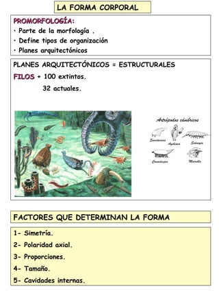 6
LA FORMA CORPORAL
PROMORFOLOGÍA:PROMORFOLOGÍA:
• Parte de la morfología .
• Define tipos de organización
• Planes arquitectónicos
FACTORES QUE DETERMINAN LA FORMA
1- Simetría.
2- Polaridad axial.
3- Proporciones.
4- Tamaño.
5- Cavidades internas.
PLANES ARQUITECTÓNICOS = ESTRUCTURALES
FILOSFILOS + 100 extintos.
32 actuales.
 