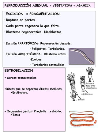 REPRODUCCIÓN ASEXUAL = VEGETATIVA = AGÁMICA
• ESCISIÓN = FRAGMENTACIÓN.
• Ruptura en partes.
• Cada parte regenera lo que falta.
• Blastema regenerativo: Neoblastos.
• Escisión PARATÓMICA: Regeneración después.
• Poliquetos, Turbelarios.
• Escisión ARQUITÓMICA: Blastema antes.
•Zooides
• Turbelarios catenulidos
ESTROBILACION
• Surcos transversales.
•Discos que se separan: éfiras: medusas.
•Escifozoos.
• Segmentos juntos: Proglotis : estóbilo.
•Tenia
 