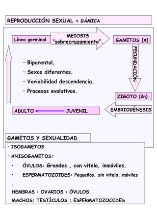 REPRODUCCIÓN SEXUAL = GÁMICA
• Biparental.
• Sexos diferentes.
• Variabilidad descendencia.
• Procesos evolutivos.
MEIOSIS
“sobrecruzamiento”.
FECUNDACIÓN
ZIGOTO (2n)
GAMETOS (n)
EMBRIOGÉNESISADULTO JUVENIL
Línea germinal
GAMETOS Y SEXUALIDAD
• ISOGAMETOS
• ANISOGAMETOS:
• ÓVULOS: Grandes , con vitelo, inmóviles.
• ESPERMATOZOIDES: Pequeños, sin vitelo, móviles
.
HEMBRAS : OVARIOS : ÓVULOS.
MACHOS: TESTÍCULOS : ESPERMATOZOOIDES
 