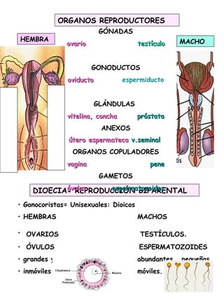 ORGANOS REPRODUCTORES
DIOECIA= REPRODUCCIÓN BIPARENTAL
HEMBRA
GÓNADAS
ovarioovario testículotestículo
GONODUCTOS
oviductooviducto espermiducto
GLÁNDULAS
vitelina, conchavitelina, concha próstatapróstata
ANEXOS
útero espermatecaútero espermateca v.seminalv.seminal
ORGANOS COPULADORES
vaginavagina penepene
GAMETOS
óvulosóvulos espermatozoidesespermatozoides
MACHO
• Gonocoristas= Unisexuales: Dioicos
• HEMBRAS MACHOS
• OVARIOS TESTÍCULOS.
• ÓVULOS ESPERMATOZOIDES
• grandes y escasos abundantes , pequeños
• inmóviles móviles.
 