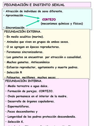 FECUNDACIÓN E INSTINTO SEXUAL
• Atracción de individuos de sexo diferente.
• Aproximación
CORTEJOCORTEJO
(mecanismos químicos y físicos)
• Sincronización .
FECUNDACIÓN EXTERNA.
• En medio acuático (marino).
• Animales que viven en grupos de ambos sexos.
• O se agregan en épocas reproductoras.
• Feromonas sincronizadoras.
• Los gametos se encuentran por atracción o casualidad.
• Muchos gametos. Antieconómico
• Esfuerzo reproductor, agotamiento y muerte padres.
• Selección R
• Poliquetos, mejillones, muchos peces...
FECUNDACIÓN INTERNA.
• Medio terrestre o agua dulce.
• Formación de parejas. CORTEJO.
• Ovulo permanece en el interior de la madre.
• Desarrollo de órganos copuladores.
• Espermatóforos.
•.Pocos descendientes y
• Longevidad de los padres protección descendendia.
• Selección K.
 