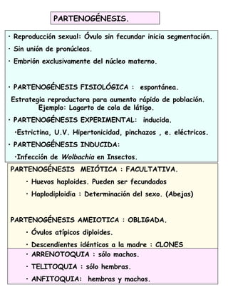 PARTENOGÉNESIS.
• Reproducción sexual: Óvulo sin fecundar inicia segmentación.
• Sin unión de pronúcleos.
• Embrión exclusivamente del núcleo materno.
• PARTENOGÉNESIS FISIOLÓGICA : espontánea.
Estrategia reproductora para aumento rápido de población.
Ejemplo: Lagarto de cola de látigo.
• PARTENOGÉNESIS EXPERIMENTAL: inducida.
•Estrictina, U.V. Hipertonicidad, pinchazos , e. eléctricos.
• PARTENOGÉNESIS INDUCIDA:
•Infección de Wolbachia en Insectos.
PARTENOGÉNESIS MEIÓTICA : FACULTATIVA.
• Huevos haploides. Pueden ser fecundados
• Haplodiploidia : Determinación del sexo. (Abejas)
PARTENOGÉNESIS AMEIOTICA : OBLIGADA.
• Óvulos atípicos diploides.
• Descendientes idénticos a la madre : CLONES
• ARRENOTOQUIA : sólo machos.
• TELITOQUIA : sólo hembras.
• ANFITOQUIA: hembras y machos.
 