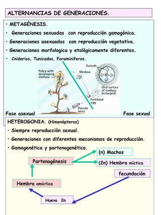 ALTERNANCIAS DE GENERACIONES.
• METAGÉNESIS.
• Generaciones sexuadas con reproducción gamogónica.
• Generaciones asexuadas con reproducción vegetativa.
• Generaciones morfologica y etológicamente diferentes.
• Cnidarios, Tunicados, Foraminiferos.
Fase asexual Fase sexual
HETEROGONIA. (Himenópteros)
• Siempre reproducción sexual.
• Generaciones con diferentes mecanismos de reproducción.
• Gamogenética y partenogenética.
Partenogénesis (2n) Hembra míctica
fecundación
Huevo 2n
(n) Machos
Hembra amíctica
 