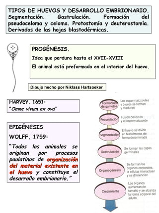67
TIPOS DE HUEVOS Y DESARROLLO EMBRIONARIO.
Segmentación. Gastrulación. Formación del
pseudoceloma y celoma. Protostomía y deuterostomía.
Derivados de las hojas blastodérmicas.
EPIGÉNESIS
WOLFF, 1759:
“Todos los animales se
originan por procesos
paulatinos de organizaciónorganización
del material existente endel material existente en
el huevoel huevo y constituye el
desarrollo embrionario.”
PROGÉNESIS.
Idea que perdura hasta el XVII-XVIII
El animal está preformado en el interior del huevo.
Dibujo hecho por Niklass Hartsoeker
HARVEY, 1651:
“Omne vivum ex ova”
 