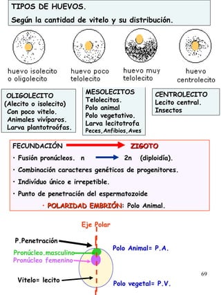 69
TIPOS DE HUEVOS.
Según la cantidad de vitelo y su distribución.
OLIGOLECITO
(Alecito o isolecito)
Con poco vitelo.
Animales vivíparos.
Larva plantotroófas.
MESOLECITOS
Telolecitos.
Polo animal
Polo vegetativo.
Larva lecitotrofa
Peces,Anfibios,Aves
CENTROLECITO
Lecito central.
Insectos
FECUNDACIÓN ZIGOTOZIGOTO
• Fusión pronúcleos. n 2n (diploidía).
• Combinación caracteres genéticos de progenitores.
• Indivíduo único e irrepetible.
• Punto de penetración del espermatozoide
• POLARIDAD EMBRIÓNPOLARIDAD EMBRIÓN: Polo Animal.
Pronúcleo.masculino
Pronúcleo femenino
Polo Animal= P.A.
Polo vegetal= P.V.
Vitelo= lecito
P.Penetración
Eje Polar
 
