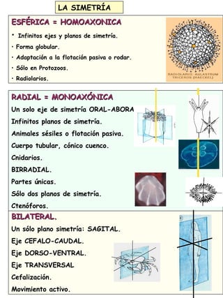 7
LA SIMETRÍA
ESFÉRICA = HOMOAXONICAESFÉRICA = HOMOAXONICA
• Infinitos ejes y planos de simetría.
• Forma globular.
• Adaptación a la flotación pasiva o rodar.
• Sólo en Protozoos.
• Radiolarios.
BILATERAL.BILATERAL.
Un sólo plano simetría: SAGITAL.
Eje CEFALO-CAUDAL.
Eje DORSO-VENTRAL.
Eje TRANSVERSAL
Cefalización.
Movimiento activo.
RADIAL = MONOAXÓNICARADIAL = MONOAXÓNICA
Un solo eje de simetría ORAL-ABORAL.
Infinitos planos de simetría.
Animales sésiles o flotación pasiva.
Cuerpo tubular, cónico cuenco.
Cnidarios.
BIRRADIAL.
Partes únicas.
Sólo dos planos de simetría.
Ctenóforos.
 