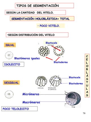 70
IGUAL
Blastómeros iguales
ISOLECITO
Blastocele
Blastodermo
DESIGUAL
Micrómeros
POCO TELOLECITO
Macrómeros
Blastocele
Blastodermo
• POCO VITELO.
SEGMENTACIÓN HOLOBLÁSTICA= TOTALSEGMENTACIÓN HOLOBLÁSTICA= TOTAL
C
E
L
O
B
L
Á
S
T
U
L
A
S
TIPOS DE SEGMENTACIÓN
SEGÚN LA CANTIDAD DEL VITELO.
•SEGÚN DISTRIBUCIÓN DEL VITELO
 