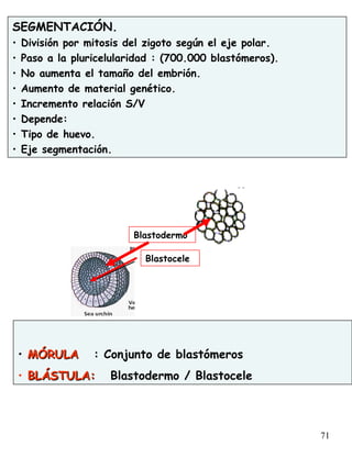 71
• MÓRULAMÓRULA : Conjunto de blastómeros
• BLÁSTULA:BLÁSTULA: Blastodermo / Blastocele
SEGMENTACIÓN.
• División por mitosis del zigoto según el eje polar.
• Paso a la pluricelularidad : (700.000 blastómeros).
• No aumenta el tamaño del embrión.
• Aumento de material genético.
• Incremento relación S/V
• Depende:
• Tipo de huevo.
• Eje segmentación.
Blastodermo
Blastocele
 