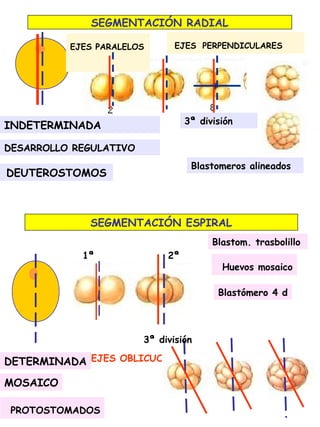72
SEGMENTACIÓN RADIAL
EJES PARALELOS
DEUTEROSTOMOS
INDETERMINADA
DESARROLLO REGULATIVO
EJES PERPENDICULARES
SEGMENTACIÓN ESPIRAL
EJES OBLICUOS
3ª división
1ª 2ª
Blastómero 4 d
Huevos mosaico
PROTOSTOMADOS
DETERMINADA
Blastom. trasbolillo
Blastomeros alineados
3ª división
MOSAICO
 