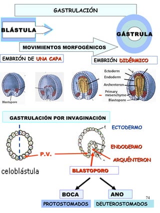 74
GASTRULACIÓN
GÁSTRULA
BLÁSTULA
MOVIMIENTOS MORFOGÉNICOS
EMBRIÓN DIDÉRMICODIDÉRMICOEMBRIÓN DE UNA CAPAUNA CAPA
GASTRULACIÓN POR INVAGINACIÓN
P.V.
ENDODERMOENDODERMO
ARQUÉNTERONARQUÉNTERON
ECTODERMO
BLASTOPOROBLASTOPORO
BOCA ANO
PROTOSTOMADOS DEUTEROSTOMADOS
 