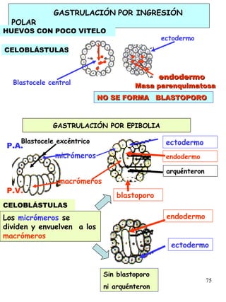 75
GASTRULACIÓN POR INGRESIÓN
POLAR
NO SE FORMA BLASTOPORONO SE FORMA BLASTOPORO
HUEVOS CON POCO VITELO
Masa parenquimatosaMasa parenquimatosa
CELOBLÁSTULAS
endodermoendodermo
ectodermo
Blastocele central
GASTRULACIÓN POR EPIBOLIA
CELOBLÁSTULAS
Blastocele excéntrico
P.A.
P.V.
micrómeros
macrómeros
blastoporo
ectodermo
ectodermo
endodermo
Los micrómeros se
dividen y envuelven a los
macrómeros
Sin blastoporo
ni arquénteron
endodermo
arquénteron
 