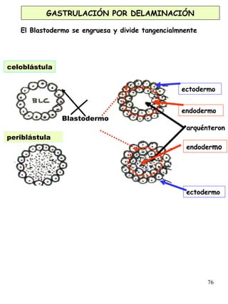 76
GASTRULACIÓN POR DELAMINACIÓN
El Blastodermo se engruesa y divide tangencialmnente
celoblástula
periblástula
ectodermo
endodermo
arquénteron
ectodermo
endodermo
Blastodermo
 