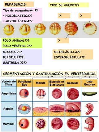 77
SEGMENTACIÓN Y GASTRULACIÓN EN VERTEBRADOS
? ?
Tipo de segmentación ??
• HOLOBLASTICA??
• MEROBLÁSTICA??
POLO ANIMAL???
POLO VEGETAL ???
MÓRULA ???
BLASTULA???
GÁSTRULA ????
TIPO DE HUEVO???
?
REPASEMOS
CELOBLÁSTULA??
ESTEROBLÁSTULA??
 