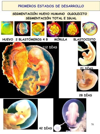 78
PRIMEROS ESTADOS DE DESARROLLO
SEGMENTACIÓN TOTAL E IGUAL
HUEVO 2 BLASTÓMEROS 4 B MÓRULA BLASTOCISTO
SEGMENTACIÓN HUEVO HUMANO OLGOLECITO
21 DÍAS
28 DÍAS
42 DÍAS
112 DÍAS
 