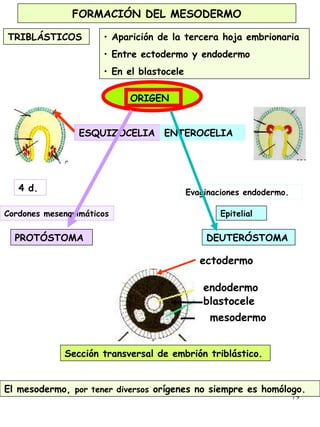 79
FORMACIÓN DEL MESODERMO
• Aparición de la tercera hoja embrionaria
• Entre ectodermo y endodermo
• En el blastocele
Epitelial
DEUTERÓSTOMAPROTÓSTOMA
ORIGEN
TRIBLÁSTICOS
ESQUIZOCELIA ENTEROCELIA
4 d.
Cordones mesenquimáticos
Evaginaciones endodermo.
endodermo
mesodermo
ctodermo
endodermo
ectodermode
rmo
blastoceleermo
Sección transversal de embrión triblástico.
El mesodermo, por tener diversos orígenes no siempre es homólogo.
 