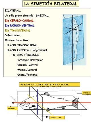 8
LA SIMETRÍA BILATERAL
BILATERAL.
Un sólo plano simetría: SAGITAL.
Eje CEFALO-CAUDAL.Eje CEFALO-CAUDAL.
Eje DORSO-VENTRAL.Eje DORSO-VENTRAL.
Eje TRANSVERSALEje TRANSVERSAL
Cefalización.
Movimiento activo.
• PLANO TRANSVERSAL
• PLANO FRONTAL: longitudinal
• OTROS TÉRMINOS.
•Anterior /Posterior
•Dorsal/ Ventral
•Medial/Lateral
•Distal/Proximal
FRONTA
TRANSVERSL
SAGITAL
PLANOS EN LA DE SIMETRÍA BILATERAL
 