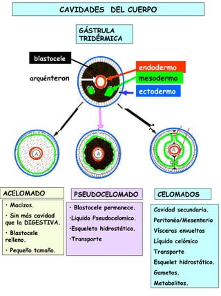 80
CAVIDADES DEL CUERPO
endodermo
ACELOMADO PSEUDOCELOMADO CELOMADOS
endodermo
mesodermo
ectodermo
arquénteron
blastocele
GÁSTRULA
TRIDÉRMICA
• Macizos.
• Sin más cavidad
que la DIGESTIVA.
• Blastocele
relleno.
• Pequeño tamaño.
• Blastocele permanece.
•Liquido Pseudocelomico.
•Esqueleto hidrostático.
•Transporte
Cavidad secundaria.
Peritonéo/Mesenterio
Vísceras envueltas
Líquido celómico
Transporte
Esquelet hidrostático.
Gametos.
Metabolitos.
 