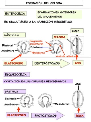 82
FORMACIÓN DEL CELOMA
EVAGINACIONES ANTERIORES
DEL ARQUÉNTERON
GÁSTRULA
ES SIMULTÁNEO A LA APARICIÓN MESODERMO
Ectodermo
Endodermo
Vesícula celómica
BLASTOPOROBLASTOPORO ANOANO
Blastocel
Arquéntero
Evaginación
arquénteron
BOCA
CELOMACELOMA
DEUTERÓSTOMOS
ESQUIZOCELIA
CAVITACIÓN EN LOS CORDONES MESODÉRMICOS
PROTÓSTOMOS
GÁSTRULA
BLASTOPOROBLASTOPORO BOCABOCA
Blastocele
Arquénteron Mesodermo
ANO
ENTEROCELIA
 