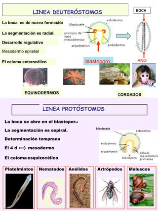 83
LINEA DEUTERÓSTOMOS
La boca es de nueva formación.
La segmentación es radial.
Desarrollo regulativo
Mesodermo epitelial
El celoma enterocélico blastoporo
BOCA
ANO
cORDADOSEQUINODERMOS
LINEA PROTÓSTOMOS
La boca se abre en el blastoporo.
La segmentación es espiral.
Determinación temprana
blastocele
El 4 d mesodermo
El celoma esquizocélico
Platelmintos AnélidosNematodos MoluscosArtrópodos
 