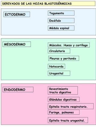84
DERIVADOS DE LAS HOJAS BLASTODÉRMICAS
ECTODERMO
MESODERMO
Notocorda
Pleuras y peritonéo
Circulatorio
Músculos. Hueso y cartílago
Urogenital
Médula espinal
Encéfalo
Tegumento
ENDODERMO Revestimiento
tracto digestivo
Epitelio tracto respiratorio.
Glándulas digestivas
Epitelio tracto urogenital.
Faringe, pulmones
 