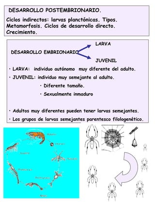 DESARROLLO POSTEMBRIONARIO.
Ciclos indirectos: larvas planctónicas. Tipos.
Metamorfosis. Ciclos de desarrollo directo.
Crecimiento.
LARVA
DESARROLLO EMBRIONARIO
JUVENIL
• LARVA: individuo autónomo muy diferente del adulto.
• JUVENIL: individuo muy semejante al adulto.
• Diferente tamaño.
• Sexualmente inmaduro
• Adultos muy diferentes pueden tener larvas semejantes.
• Los grupos de larvas semejantes parentesco filologenético.
 