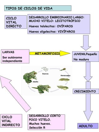 TIPOS DE CICLOS DE VIDA
JUVENILPequeño
No maduro
CICLO
VITAL
DIRECTO
DESARROLLO EMBRIONARIO LARGO:
MUCHO VITELO: LECITOTRÓFICO
Huevos telolecitos: OVÍPAROS
Huevos oligolecitos: VIVÍPAROS
ADULTO
CRECIMIENTO
CICLO
VITAL
INDIRECTO
DESARROLLO CORTO
POCO VITELO.
Muchos huevos.
Selección R
METAMORFOSISLARVAS
Ser autónomo
independiente
 