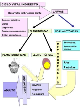 CICLO VITAL INDIRECTO
ADULTO
CRECIMIENTO
LARVASDesarrollo Embrionario Corto
NO PLANCTÓNICAS
Ríos.
Parásitas
Terrestres.
Fecundación
interna
PLANCTÓNICAS
Carácter primitivo
Libres
Dispersión
Colonizan nuevos habitat
Evitan competencia
PLANCTOTRÓFICAS LECITOTRÓFICAS
JUVENIL
Pequeño.
No maduro
M
E
T
A
M
O
R
F
O
S
I
S
 