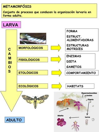 METAMORFÓSIS
Conjunto de procesos que conducen la organización larvaria en
forma adulta.
MORFOLÓGICOS
FORMA
ESTRUCT.
ALIMENTADORAS
ESTRUCTURAS
MOTRICES
FISIOLÓGICOS
ENZIMAS
DIETA
GAMETOS
ETOLÓGICOS COMPORTAMIENTO
ECOLÓGICOS HABITATS
LARVA
ADULTO
C
A
M
BI
O
S
 