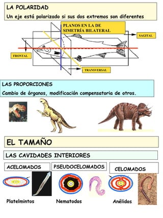 9
LA POLARIDAD
Un eje está polarizado si sus dos extremos son diferentes
FRONTAL
TRANSVERSAL
SAGITAL
PLANOS EN LA DE
SIMETRÍA BILATERAL
EL TAMAÑO
LAS CAVIDADES INTERIORES
ACELOMADOS
Platelmintos
PSEUDOCELOMADOS
Nematodos
CELOMADOS
Anélidos
LAS PROPORCIONES
Cambio de órganos, modificación compensatoria de otros.
 