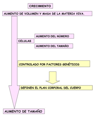 CRECIMIENTO
AUMENTO DE TAMAÑO
AUMENTO DE VOLUMEN Y MASA DE LA MATERIA VIVA.
CÉLULAS
AUMENTO DEL NÚMERO
AUMENTO DEL TAMAÑO
CONTROLADO POR FACTORES GENÉTICOS
DEFINEN EL PLAN CORPORAL DEL CUERPO
 