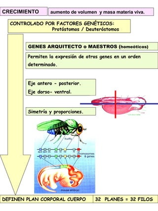 CRECIMIENTO aumento de volumen y masa materia viva.
GENES ARQUITECTO o MAESTROS (homeóticos)
Permiten la expresión de otros genes en un orden
determinado.
CONTROLADO POR FACTORES GENÉTICOS:
Protóstomos / Deuteróstomos
DEFINEN PLAN CORPORAL CUERPO
Eje antero - posterior.
Eje dorso- ventral.
Simetría y proporciones.
32 PLANES = 32 FILOS
 