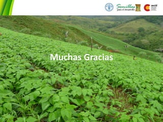 Seguridad Semillera para la Seguridad Alimentaria, Por Allan Hruska