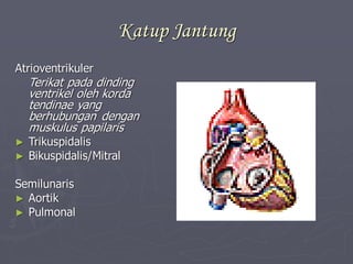 Katup Jantung
Atrioventrikuler
Terikat pada dinding
ventrikel oleh korda
tendinae yang
berhubungan dengan
muskulus papilaris
► Trikuspidalis
► Bikuspidalis/Mitral
Semilunaris
► Aortik
► Pulmonal
 