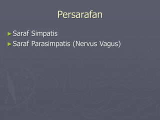 Persarafan
►Saraf Simpatis
►Saraf Parasimpatis (Nervus Vagus)
 