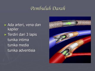 Pembuluh Darah
► Ada arteri, vena dan
kapiler
► Terdiri dari 3 lapis
tunika intima
tunika media
tunika adventisia
 