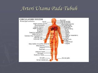 Arteri Utama Pada Tubuh
 