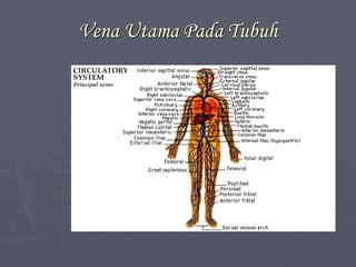 Vena Utama Pada Tubuh
 
