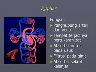 Kapiler
Fungsi :
►Penghubung arteri
dan vena
►Tempat terjadinya
pertukaran zat
►Absorbsi nutrisi
pada usus
►Filtrasi pada ginjal
►Absorbsi sekret
kelenjar
 