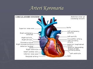 Arteri Koronaria
 